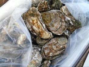 Photo shows the oysters seized in the joint operation.