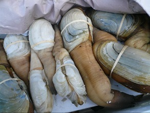 Photo shows the geoducks seized in the joint operation.