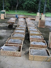The 31 wooden boxes of live monitor lizards seized by Customs in Tuen Mun on September 2.