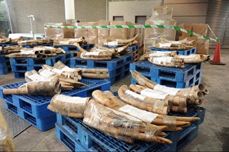 The unmanifested ivory tusks seized by Customs.