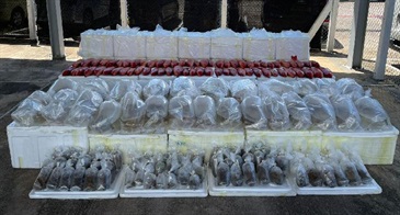 香港海關昨日（八月十九日）在大嶼山分流對開海域破獲一宗涉嫌利用漁船走私的案件，檢獲約四百條懷疑受管制活體龍吐珠魚、超過一百袋懷疑受管制活體石珊瑚，以及約一千七百條冷藏東星斑，估計市值約一百八十二萬元。案中三名涉案男子被捕。圖示部分檢獲的懷疑走私貨品。