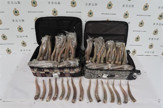 香港海關今日（十一月二十九日）在香港國際機場破獲五年以來最大宗走私賽加羚羊角案件，檢獲約五十公斤懷疑賽加羚羊角，估計市值約五萬元。