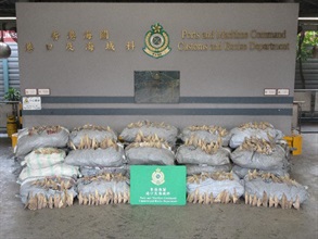 Hong Kong Customs yesterday (August 12) seized a batch of suspected smuggled goods, including about 4 tonnes of dried shark fins and about 1.1 tonnes of suspected scheduled dried guitarfish fins of endangered species, with a total estimated market value of about $3.4 million, from a container at the Kwai Chung Customhouse Cargo Examination Compound. Photo shows some of the suspected smuggled dried shark fins and dried guitarfish fins seized.