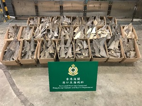 香港海关今日（十二月二十九日）在葵涌海关大楼验货场的一个货柜内检获约四百六十四公斤怀疑受管制双髻鲨干鱼翅，估计市值约三十七万元。