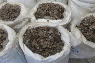Hong Kong Customs seized about 1 800 kilograms of suspected pangolin scales from a container with an estimated market value of about $2.8 million at the Kwai Chung Customhouse Cargo Examination Compound on January 5.
