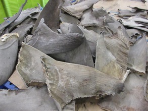 Hong Kong Customs seized about 464 kilograms of dried shark fins, suspected to be from scheduled hammerhead sharks, with an estimated market value of about $370,000 from a container at the Kwai Chung Customhouse Cargo Examination Compound on December 29.