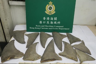 香港海關於農曆新年前夕及期間加強執法，致力打擊節日期間的跨境走私活動。圖示檢獲的懷疑受管制魚翅。