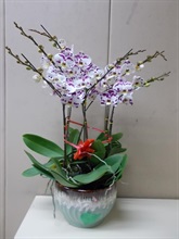 Hong Kong Customs stepped up enforcement to combat cross-boundary smuggling activities before and during the Lunar New Year holiday. Photo shows the orchids seized.