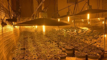 Hong Kong Customs yesterday (August 5) smashed a suspected cannabis growing den in Yuen Long. Photo shows some of the solar lamps suspected of growing cannabis inside the den.