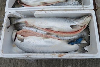 Some of the seized salmon.