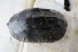 A seized suspected black pond turtle.