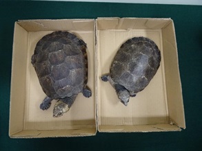 Hong Kong Customs yesterday (April 6) seized two live turtles with an estimated market value of about $1,000 at Lok Ma Chau Spur Line Control Point. The animals seized are suspected to be endangered species. Suspected act of cruelty to animals was also detected. Picture shows the live turtles after the plastic tapes were removed by the officers.