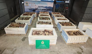 香港海關昨日（六月五日）在葵涌海關大樓驗貨場一個貨櫃內檢獲約五千七百公斤懷疑紫檀木材，估計市值約六百九十萬元。