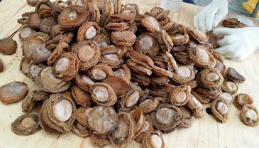 Some of the dried abalones seized.