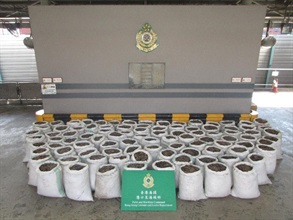Hong Kong Customs today (July 20) seized about 7 100 kilograms of suspected pangolin scales with an estimated market value of about $3.55 million from a container at the Tsing Yi Cargo Examination Compound.