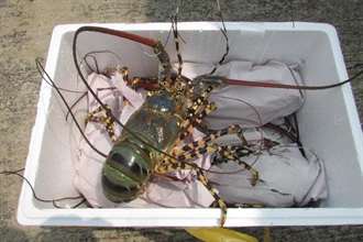 Some of the lobsters seized.
