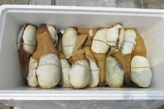 Some of the seized geoduck.