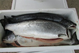 Some of the seized salmon.