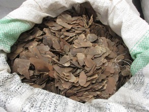 Hong Kong Customs and the Agriculture, Fisheries and Conservation Department (AFCD) mounted a joint anti-endangered species smuggling operation codenamed "Defender" at the airport, seaport, land boundary and railway control points between June 18 and August 25. Photo shows some of the suspected pangolin scales seized.