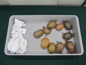 Hong Kong Customs and the Agriculture, Fisheries and Conservation Department mounted a joint anti-endangered species smuggling operation codenamed "Defender" at the airport, seaport, land boundary and railway control points between June 18 and August 25. Photo shows the live turtles seized.
