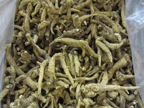 Hong Kong Customs and the Agriculture, Fisheries and Conservation Department mounted a joint anti-endangered species smuggling operation codenamed "Defender" at the airport, seaport, land boundary and railway control points between June 18 and August 25. Photo shows some of the American ginseng seized.