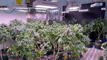 Hong Kong Customs smashed a suspected cannabis growing den in Yuen Long during an anti-narcotics operation on July 18. About 250 kilograms of suspected cannabis plants with an estimated market value of about $36 million were seized. One man was arrested. Photo shows some of the suspected cannabis plants at the den.