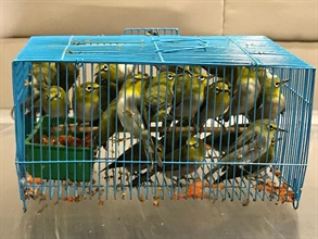 香港海關今日（十二月九日）在羅湖管制站檢獲一百五十四隻懷疑非法進口活禽鳥，估計市值約一萬五千元。