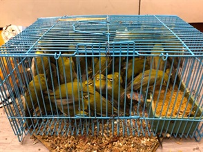 香港海關今日（十二月十八日）在落馬洲管制站檢獲九十六隻懷疑非法進口活禽鳥，估計市值約一萬元。