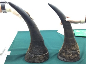 The 10 slabs were suspected to be cut from two whole rhino horns.