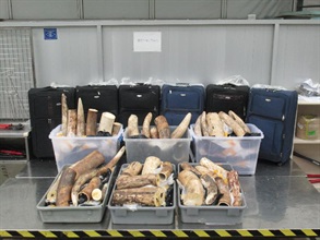 The suspected ivory cut pieces seized.