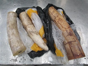 The suspected ivory cut pieces seized.