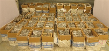 Hong Kong Customs yesterday (June 9) seized over 1.4 tonnes of suspected scheduled dried Gekko gecko, an endangered species, with an estimated market value of about $1.24 million at Hong Kong International Airport. This is the first seizure of suspected illegally imported dried Gekko gecko made by Customs since Gekko gecko was listed in the Appendix of the Protection of Endangered Species of Animals and Plants Ordinance on April 30 this year. Photo shows the suspected smuggled endangered dried Gekko gecko seized.
