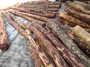 Some of the suspected red sandalwood seized by Customs.