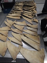 The suspected dried shark fins of Sphyrnidae seized by Customs.