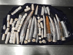 The suspected ivory pieces concealed in the tailor-made vest.