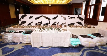 Hong Kong Customs and Mainland Customs mounted a joint anti-smuggling operation codenamed "Xun Lei" since March this year. Hong Kong Customs has conducted enforcement operations from June 2 to 7 and detected a suspected speedboat smuggling case. A batch of suspected smuggled goods with an estimated market value of about $120 million was seized, including about 66 000 pieces of high-value goods, about 2.3 tonnes of expensive food ingredients and about 186 kilograms of scheduled endangered species. This is the largest speedboat smuggling case detected by Hong Kong Customs on record in terms of the seizure value. Photo shows some of the suspected smuggled scheduled endangered species.
