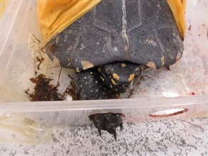 One of the live turtles, suspected to be an endangered species, seized by Hong Kong Customs.