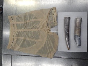 The suspected cut ivory found inside the pair of underpants.
