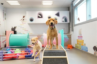 Hong Kong Customs and the Aviation Security Company Limited have co-operated for the first time in a canine breeding programme, having successfully bred eight Labrador retriever puppies on February 5 this year (the fifth day of the Lunar New Year). Photo shows the puppies receiving single-plank bridge training at the Breeding Centre of Customs Canine Force at Hong Kong-Zhuhai-Macao Bridge Base. The training exercise aims to enhance their courage and balance.