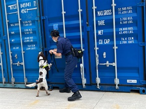 Hong Kong Customs today (July 15) announced that the first Tobacco Detector Dog Team has been set up to further strengthen Customs' capability in interception at source to combat the smuggling of illicit tobacco into Hong Kong, enhancing enforcement effectiveness in combating illicit cigarettes. Photo shows a tobacco detector dog led by a dog handler performing sniffing duties at the Hong Kong River Trade Terminal.