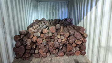 香港海关昨日（九月五日）在葵涌货柜码头检获约六千五百公斤怀疑受管制紫檀木材，估计市值约四百一十万元。图示检获的怀疑受管制紫檀木材。