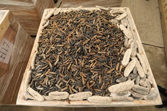 Hong Kong Customs on October 26 detected a suspected case of using an ocean-going vessel to smuggle goods to the Mainland at the Kwai Chung Container Terminals. A large batch of suspected smuggled goods, including expensive food ingredients, table wines, electronic goods, solid waste and scheduled endangered species, with a total estimated market value of about $300 million was seized. This is the largest sea smuggling case detected by Customs this year in terms of the seizure value. Photo shows some of the suspected smuggled dried sea cucumbers seized.