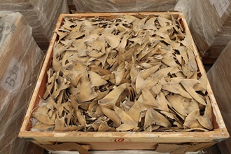 Hong Kong Customs on October 26 detected a suspected case of using an ocean-going vessel to smuggle goods to the Mainland at the Kwai Chung Container Terminals. A large batch of suspected smuggled goods, including expensive food ingredients, table wines, electronic goods, solid waste and scheduled endangered species, with a total estimated market value of about $300 million was seized. This is the largest sea smuggling case detected by Customs this year in terms of the seizure value. Photo shows some of the suspected smuggled dried shark fins seized.