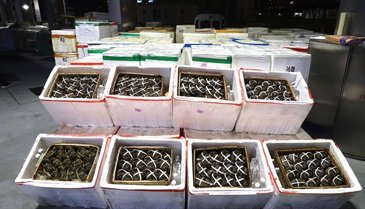 香港海关十一月六日在港珠澳大桥香港口岸检获约五千二百公斤怀疑走私大闸蟹和约二千五百公斤怀疑走私冻肉，估计市值共约二百九十万元。图示检获的怀疑走私大闸蟹。