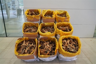 Hong Kong Customs detected two illegal import cases of suspected scheduled endangered species at Hong Kong International Airport on March 9. A total of about 270 kilograms of suspected scheduled dried fish maws and about 50kg of suspected scheduled dried shark fins, with an estimated market value of about $300,000, were seized. Photo shows the suspected scheduled dried fish maws, mix-loaded with a large quantity of non-scheduled dried fish maws, seized by Customs officers in the first case.