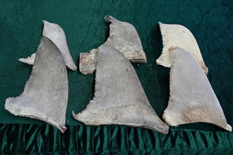 Hong Kong Customs detected two illegal import cases of suspected scheduled endangered species at Hong Kong International Airport on March 9. A total of about 270 kilograms of suspected scheduled dried fish maws and about 50kg of suspected scheduled dried shark fins, with an estimated market value of about $300,000, were seized. Photo shows some of the suspected scheduled dried shark fins seized by Customs officers in the second case.
