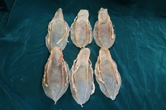 A woman was sentenced to six months' imprisonment today (April 13) at the Kwun Tong Magistrates' Courts after an earlier conviction for possessing scheduled dried totoaba macdonaldi fish maws, in contravention of the Protection of Endangered Species of Animals and Plants Ordinance. Photo shows the scheduled dried totoaba macdonaldi fish maws involved in the case.