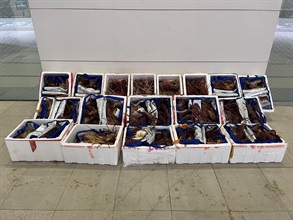 ong Kong Customs yesterday (April 28) mounted an anti-smuggling operation at the Hong Kong-Zhuhai-Macao Bridge Hong Kong Port and detected a suspected smuggling case involving a cross-boundary private car. About 280 kilograms of unmanifested live lobsters and 70 pieces of unmanifested high-value computer display cards with a total estimated market value of about $600,000 were seized. Photo shows the unmanifested live lobsters seized.