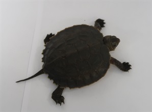 Hong Kong Customs yesterday (May 14) seized 18 live turtles and three live lizards suspected to be endangered species with an estimated market value of about $160,000 at Hong Kong International Airport. Photo shows one of the live turtles suspected to be an endangered species.