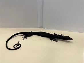 Hong Kong Customs yesterday (May 14) seized 18 live turtles and three live lizards suspected to be endangered species with an estimated market value of about $160,000 at Hong Kong International Airport. Photo shows one of the live lizards suspected to be an endangered species.